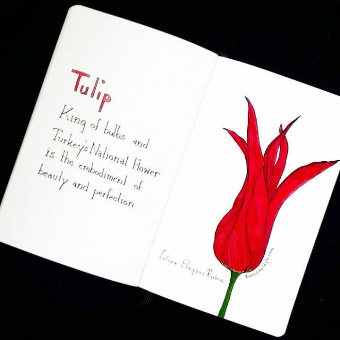 18-tulip wpid-img_20150519_204248